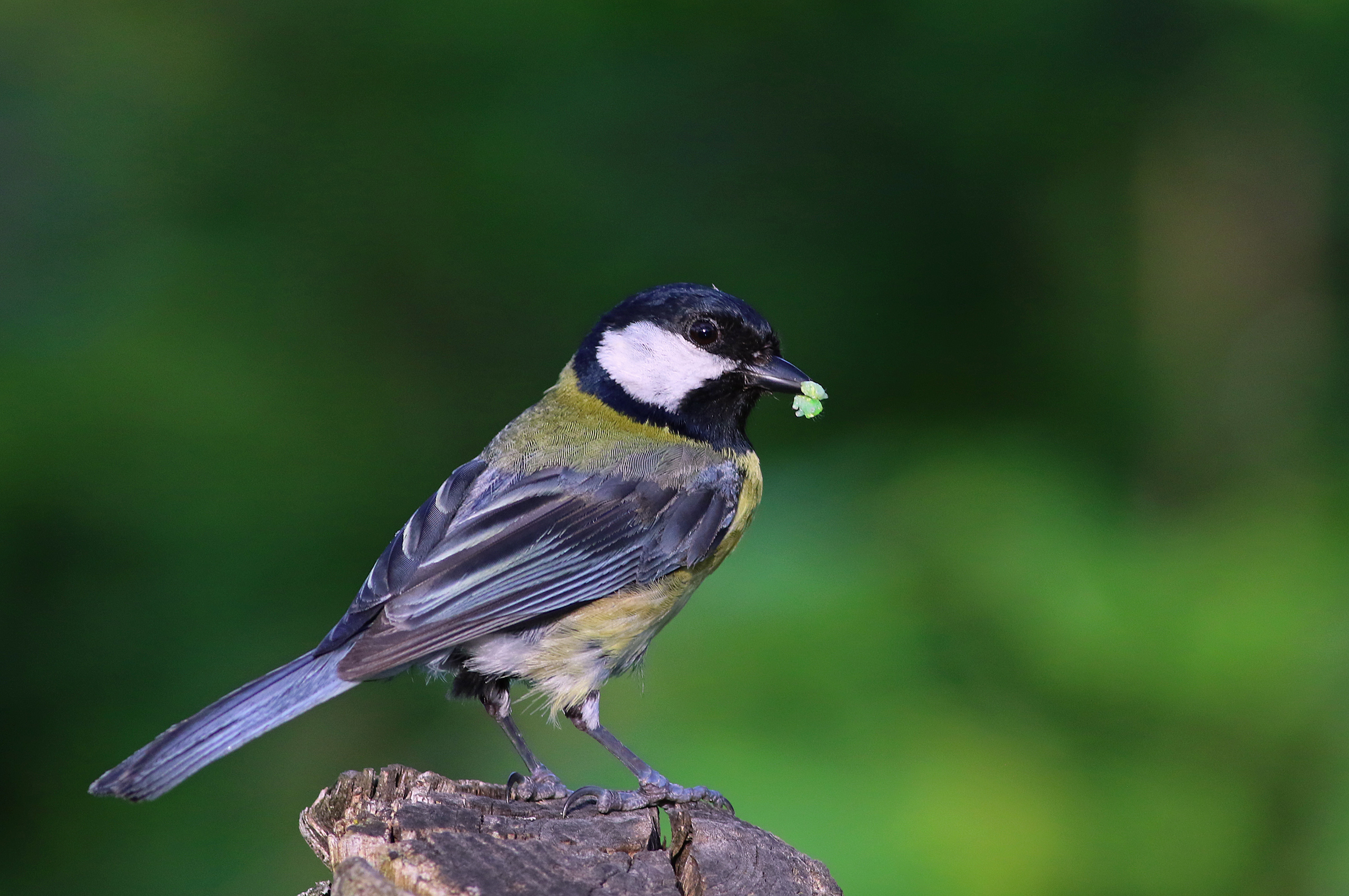 Great Tit